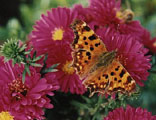 Gehakkelde aurelia (Bron: http://www.vlindervaria.nl/)