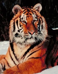 bron: http://www.wallpaper.net.au/wallpaper/animals/Snow%20Tiger%20-%201024x768.jpg