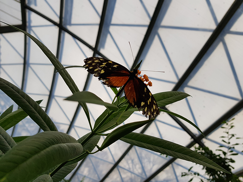 Bron: eigen foto, Passiebloemvlinder Burgers Zoo (11-11-2017)
