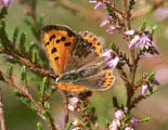 Kleine vuurvlinder (Bron: http://www.vlindervaria.nl/)