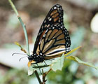 Monarchvlinder (Bron: http://www.vlindervaria.nl/)