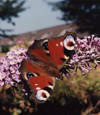 Dagpauwoog (Bron: http://www.vlindervaria.nl/)