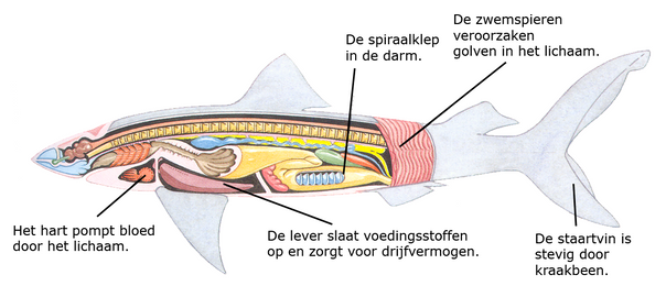 Lichaam haai